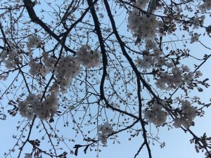 春のそよ風さん