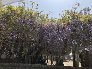 ゴールデンウィークはどこへ？