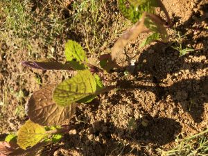 いつかを心待ちにして