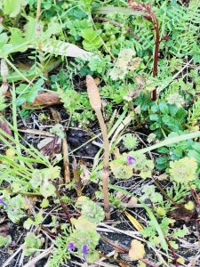 もう、春はすぐそこに…