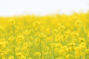 見るも食べるもよし！の菜の花