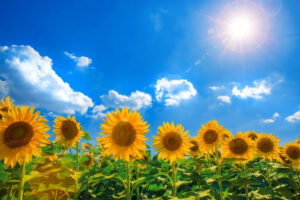 ついにやってきたー