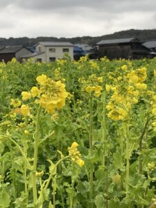 春はすぐそばに来てますね！