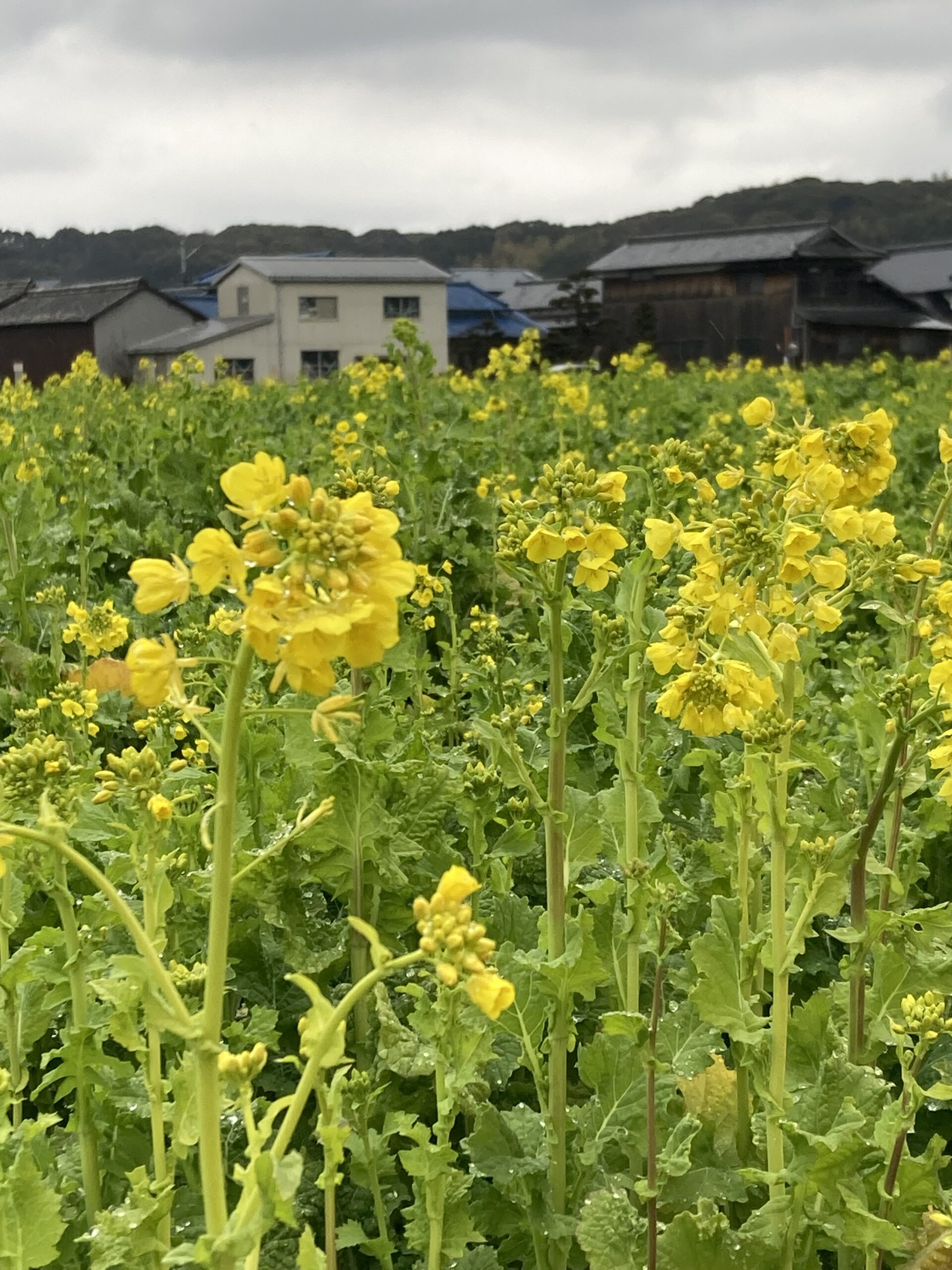 春はすぐそばに来てますね!